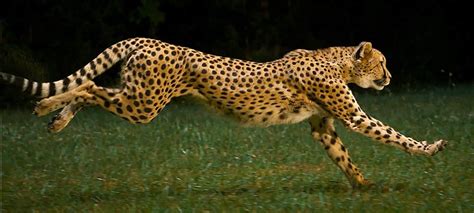 Study Of A Cheetah Running Big Cats Art Jaguar Animal Animals Wild