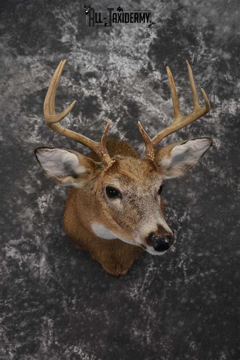 Whitetail Deer Shoulder Taxidermy Mount Sku 1542 All Taxidermy