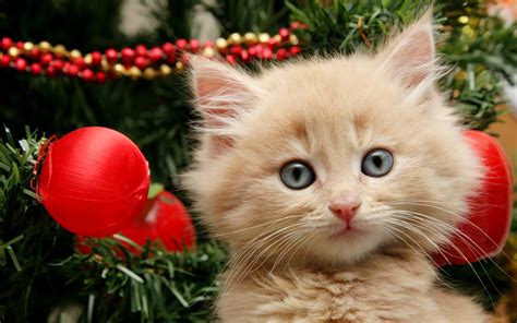 Christmas Cat Wallpapers 66 Background Pictures