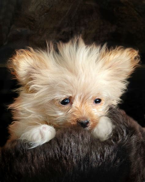 The pomeranian can be traced back to the spitz sled dog. 1/2 Pint Pom-a-Poo | Cute puppies, Puppies, Doggy