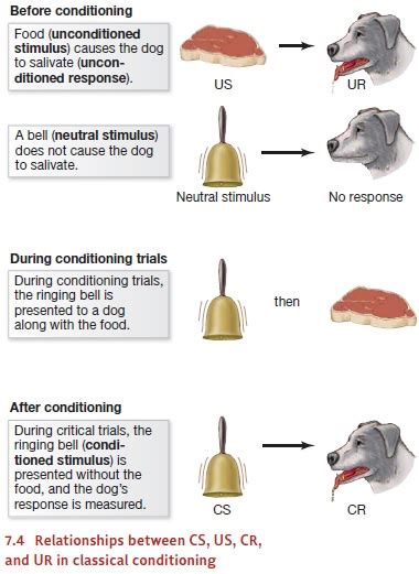 Classical Conditioning Pavlov And The Conditioned Response