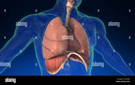 Médical 3d Animation Du Poumon Humain à Lintérieur Du Corps Humain