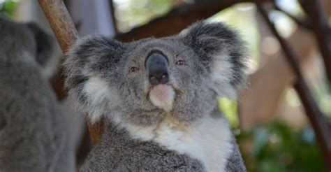 We have members in nearly every city, including, but not limited to The 20 Ultimate Fun Facts About Australia | Dutchess ...