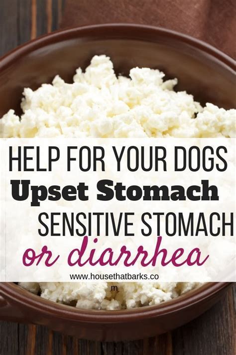 Recipes To Stop Your Dogs Diarrhea Recipe Homemade Dog Food