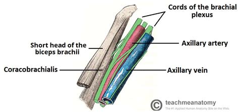 Contractures of the axilla and elbow can produce a significant impact on quality of life by reducing the ability to perform activities of daily living. The Axilla Region - Borders - Contents - TeachMeAnatomy