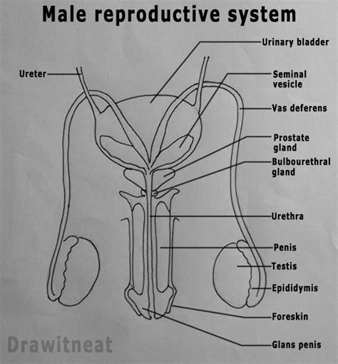 Ab2bda48691b05f6409906c06ca8050a Male Reproductive System Anatomy