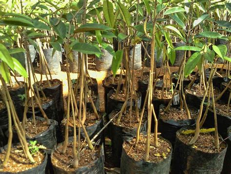 Cara menanam mentimun di pot atau polybag. Benih Durian Monthong | Segalanya Tentang Tumbuhan...