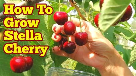 How To Grow Stella Cherry Tree Complete Guide The Movie Youtube