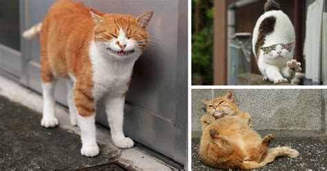 Japanese Photographer Documents The Many Faces Of Tokyos Stray Cats