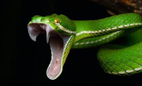 How Snakes Got Their Fangs News