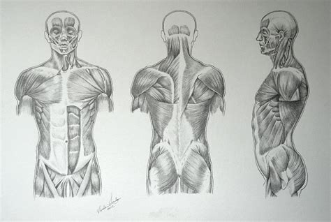 Muscles Of The Torso Drawing Video Lessons Of Drawing Painting How To