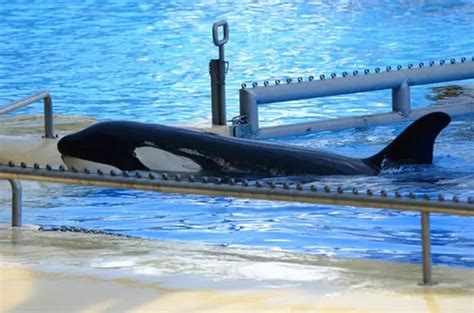 Free Morgan A Killer Whales Punishing Captivity Gets Its Day In Court