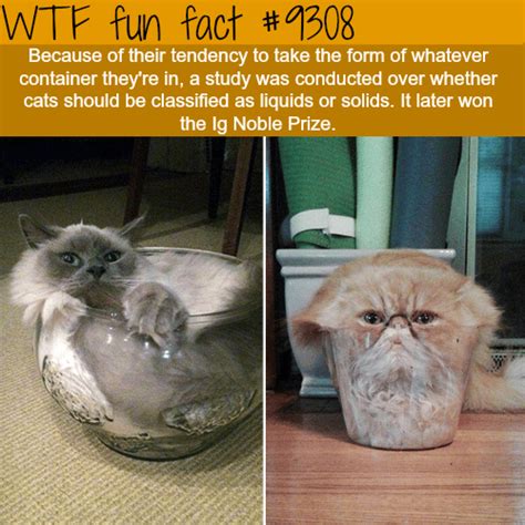 Wtf Fun Facts Page 378 Of 1364 Funny Interesting And Weird Facts