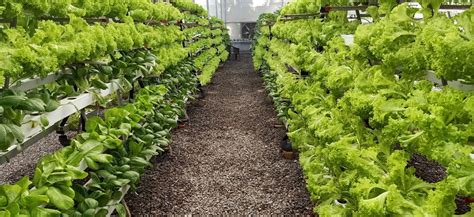 Hydroponics startups are slowly growing on Indian consumers | KrASIA