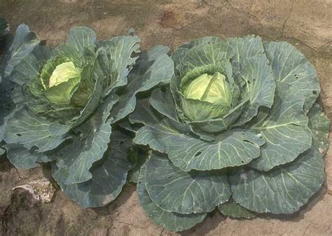 Cabbages Wiki Facts For This Cookery Ingredient