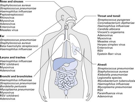 23 Infections Of The Respiratory Tract Pocket Dentistry