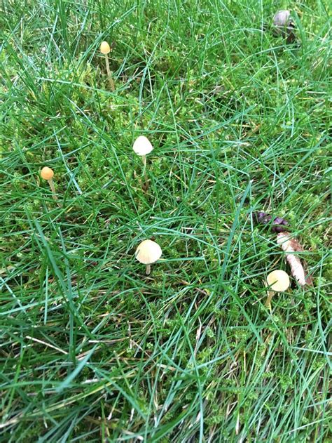 Western Washington State Any Idea Mushroom Hunting And