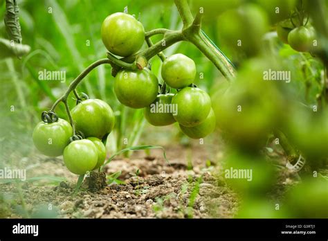 Ripening Tomatoes On Vines In A Greenhouse Stock Photo Alamy