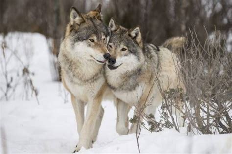 Wolf Couples Are More Loyal Than Human Couples Wolf Spirit