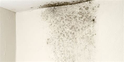 Signs That You Have A Mold Problem On Deck Restoration Llc