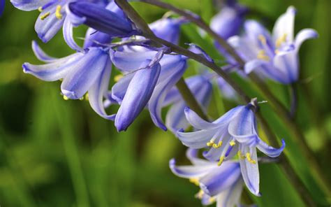 Bluebells Fragrant Flowers Blue Purple Bells With Honey Sweet Smell Hd