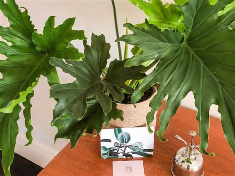 Melbourne flower delivery with same day service to 400+ suburbs & hospitals, 7 days a week by flower delivery melbourne from just $25. The Best Flower Delivery Services in Melbourne | Same day ...
