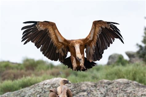 Premium Photo Vulture On A Big Rock With The Cloudy Sky
