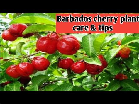 How To Grow Barbados Cherry Plant At Home Care Tips For Barbados