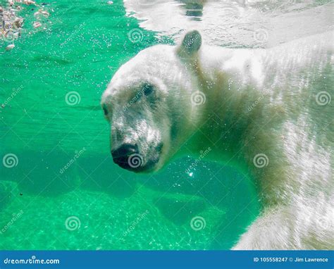 Polar Bear Underwater Stock Image Image Of Swimming 105558247