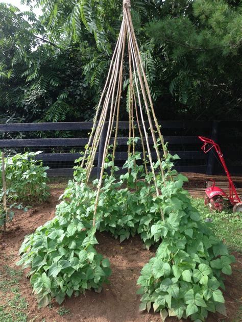 Diy Green Bean Trellis Make Your Own Diy Trellis Permaculture