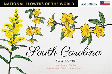 South Carolina State Flower Graphic By Hanatist Studio · Creative Fabrica