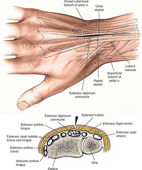 Hand And Wrist Anatomical Chart Lupon Gov Ph