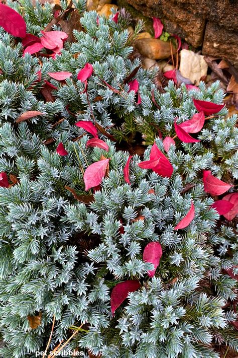 Why You Want Blue Star Juniper In Your Garden Garden Sanity By Pet