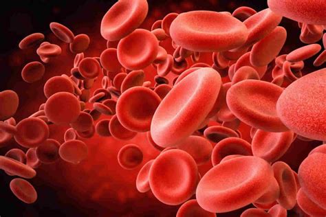 Human Blood Types Explained How Do Blood Types Work And Blood Types