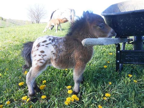 20 Mini Horses You Dont Want Your Kids To See
