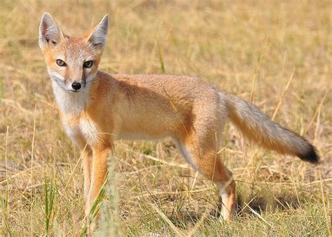 Swiftfox Blaine County More Than 3000 Species Of Wildlife Flickr