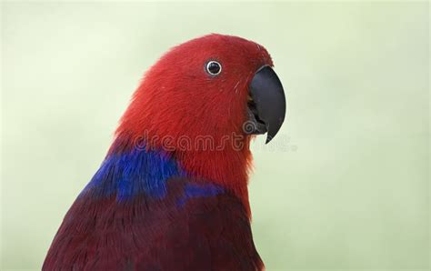 Golden Parrot Stock Photo Image Of Branch Comely Foot 38157190