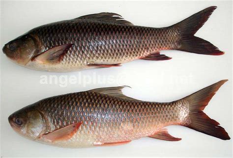 Labeo Rohita Rohu Fish FRESHWATER FISHES OF SRI LANKA