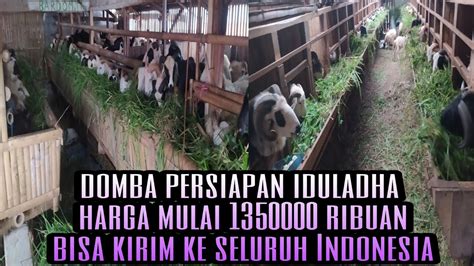 Harga Terbaru Domba Garut Dan Sayur Persiapan Iduladha Harga Mulai