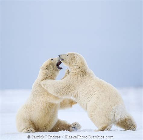 Alaskaphotographics Polar Bears Play Fighting On Snow