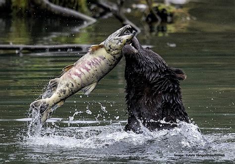 The Best Place To See Fishing Bears — Destination Wildlife