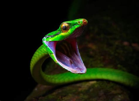Snake Herpetology Reptiles Green Hd Wallpaper Peakpx