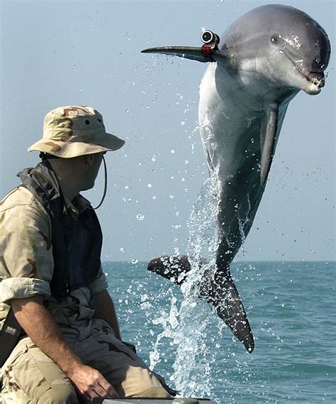 A U.S. Navy Marine Mammal Program dolphin named KDog, performing mine