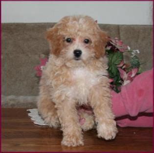 Our bichon puppies are all over arkansas, texas, oklahoma, florida, calif, new york, arizona, washington and many more states. Bichon Poodle Puppies for Sale|Poochon|Dog Breeders|Iowa ...