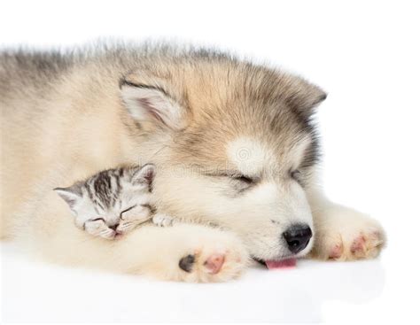 Cute Puppy And Tiny Kitten Sleeping Together Isolated On White Stock Image Image Of Breed