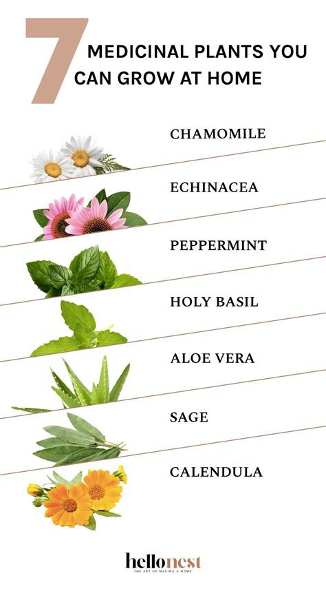 Medicinal Plants Names And Pictures Learning2breath