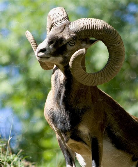 Mouflon Male Animal Stock Photos ~ Creative Market