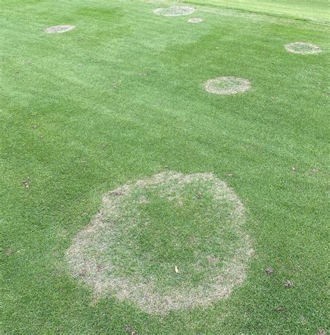 Though zoysia faces fewer problems than other grasses, the number is not too small. Blotches on your grass? Here's how to heal a diseased lawn