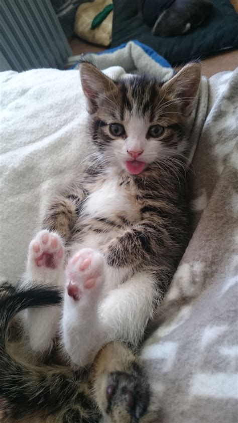 Kitten Sticking Her Tongue Out So Cute Pretty Cats Funny Cute Cats