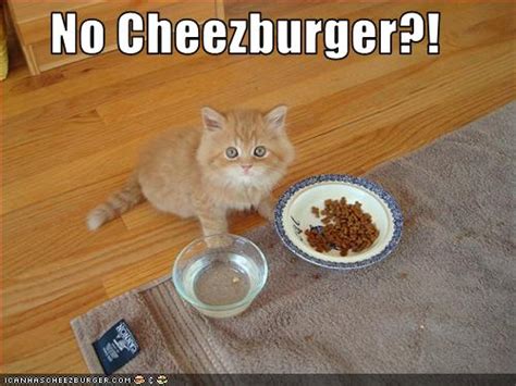 I Can Has Cheezburger